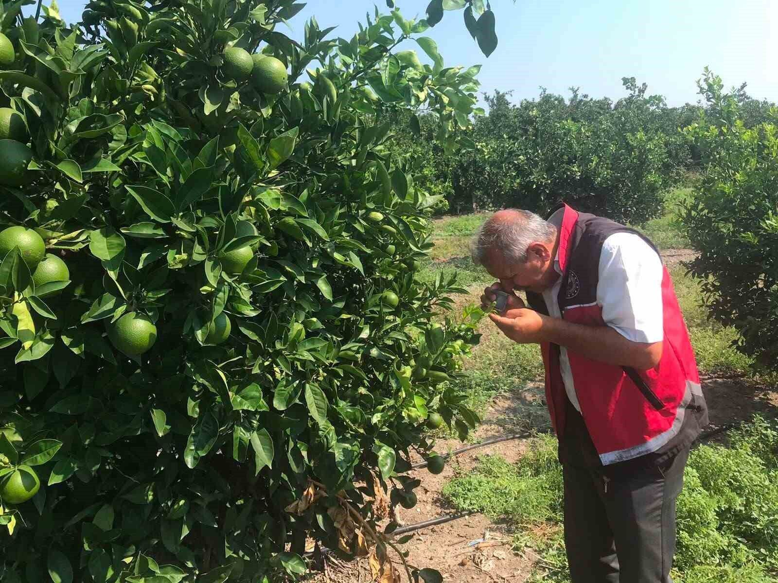 Erzin'de narenciye bahçelerinde hastalık denetimi yapıldı