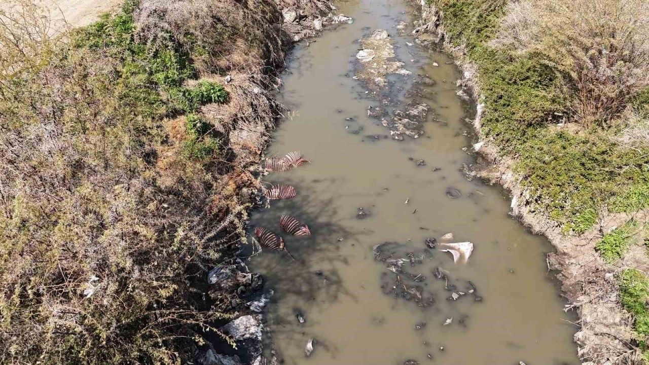 Adana’da dere yatağı at ve eşek atıklarıyla dolu