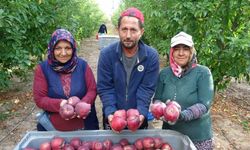 Türkiye’nin elma bahçesi Isparta’da hasat başladı