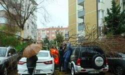 Şiddetli rüzgarın ortadan ikiye ayırdığı ağaç 3 aracın üzerine devrildi