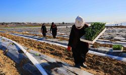 Adana’da karpuz fideleri toprakla buluştu