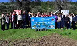 Yarımada kadınları sakız ağacına can katıyor