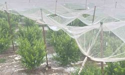 Mersin’de dolu ürünlere zarar verdi