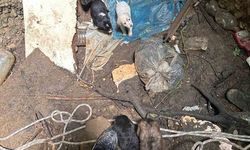 Antalya’da kuyuya düşen 7 yavru köpeği itfaiye kurtardı