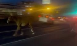 Mersin’de karayoluna çıkan atlar trafiği karıştırdı