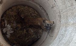 Antakya’da kuyuya düşen köpeği itfaiye kurtardı