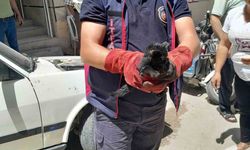 Aracın motoruna giren yavru kediyi itfaiye kurtardı