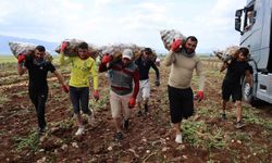 Bunlar özel işçiler: Günlük 250-300 ton patates yükleyip 2 bin 500 TL kazanıyorlar