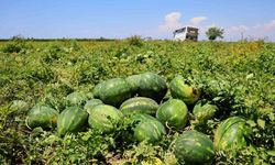 Hasadı süren karpuzun kilosu 9-10 liraya geriledi