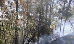Hatay’da orman yangını
