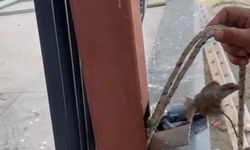 Mahsur kalan kuş demir direk kesilerek kurtarıldı