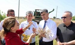 Mersin’de yerli buğdayın hasadı gerçekleştirildi