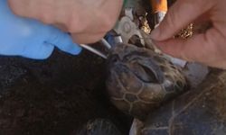 Misina yutan caretta ekiplerin müdahalesiyle hayata döndü