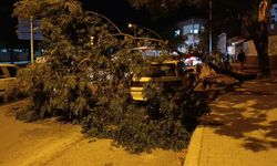 Park halindeki otomobilin üzerine ağaç devrildi