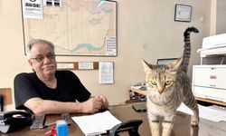 Yavrularını ağzıyla ofise taşıyan anne kedi yürekleri ısıttı