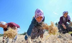 Gülnar’da atalık tohum desteğiyle üretilen nohutlar hasat edildi
