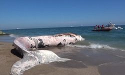 Yaklaşık 16 metre: 4 yıl önce gömülen ’Balina’nın iskeleti bilimsel kazıyla çıkarılacak