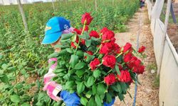Adana’da seralarda gül hasadı başladı