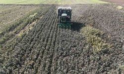 Beyaz altın pamukta kuraklık rekolteyi etkiledi