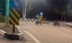 Çukurova Üniversitesi yerleşkesine sürü halinde giren domuzlar görüntülendi