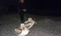 Dünyaca ünlü sahilde pelikan şaşkınlığı