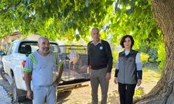 Hatay’da yaralı leylek tedavi altına alındı