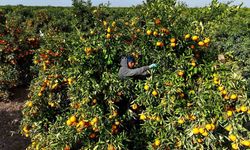 Tarım işçilerinin grevi mandalinayı dalında bıraktı: Kilosu 3 liraya kadar geriledi