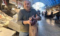 Akdeniz'de 1,5 metrelik Atlas balığı yakalandı