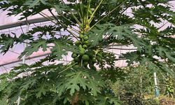 Alanya 40 bine yakın tropikal meyve üreticisiyle iç piyasa ihtiyacını karşılıyor