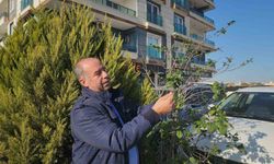 Erik ağacı aralık ayında meyve verdi