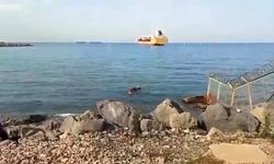 Gemiden denize düşen angus yüzerek karaya ulaştı