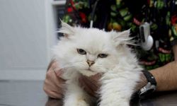 Kedide dünyada görülmemiş anomali: Başarılı operasyonla sağlığına kavuştu