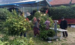 Kilogramı 25 liradan satılan defne yaprağı bir köyün geçim kanağı oldu