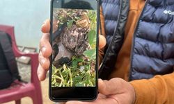 Merhametli çiftçi, yılların emeğine kemirerek zarar veren tavşanları "Bunlar şimdi hazırlanıyor, Doğan’ın fidanını nasıl yiyeceğim diye düşünüyor" diyerek elleriyle yakaladı