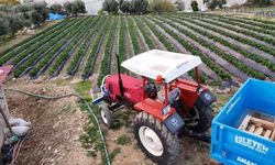 Mersin’de çilekte kış hasadı: Bahçede kilogramı 130 TL