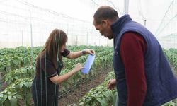 Mersin’de örtü altı üreticiye sera ipi ve tuzak desteği