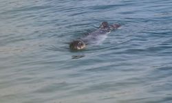 Akdeniz Fokları Bozyazı kıyılarında koruma altında