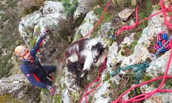 Dağda mahsur kalan keçi ekiplerce kurtarıldı