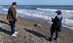 Erdemli sahilinde üzücü manzara: 2 günde 2 caretta caretta telef oldu