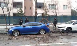 Isparta'da fırtına ağaçları devirdi, araçlar hasar gördü