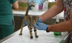 Kepez'in şefkat eli 2025'te binlerce can dosta uzandı