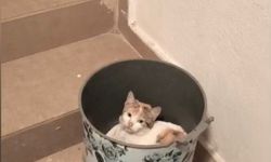 Soğuktan korunmak isteyen kedi çöp kutusuna sığındı