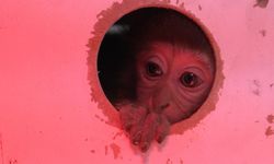 Terminalde koli içinde yakalanan yavru maymunun 'Fıstık' gibi hayatı oldu