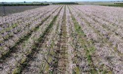 Adana'da şeftali ağaçları çiçek açtı