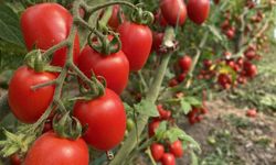 Antalya Ticaret Borsası, Ocak ayı hal endeksini açıkladı