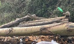 Mersin'de sansar ailesi görüntülendi