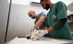 Mersin'de sokak kedileri için yeni merkez hizmete girdi