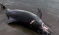 Ölü yunus sahile vurdu