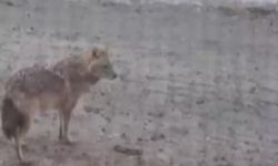 Yiyecek arayan kurt yerleşim yerine indi