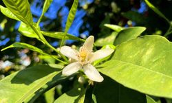 Adana'da portakal çiçeği kokusu kenti sardı